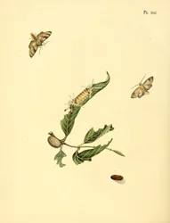 Surinamische Schmetterlinge